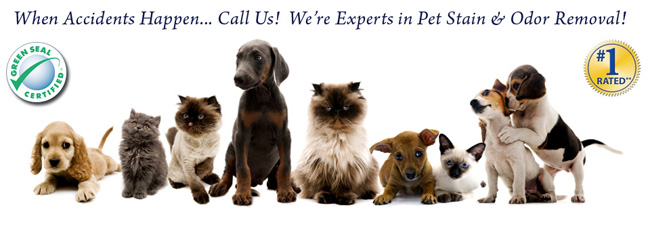Pet Odour Removal Services Ontario