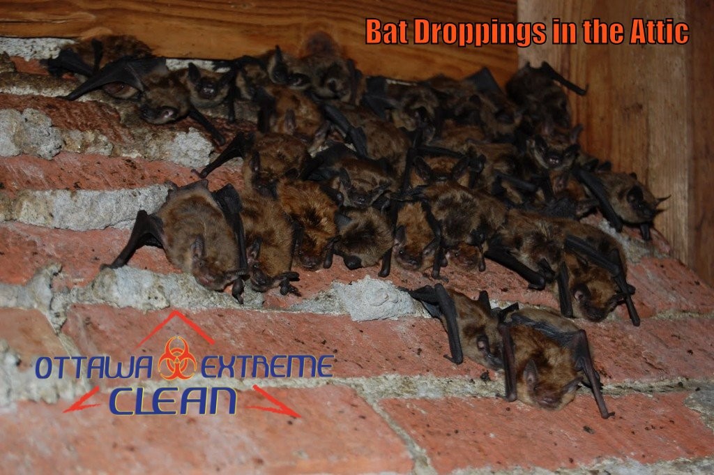 Bat feces removal Ontario