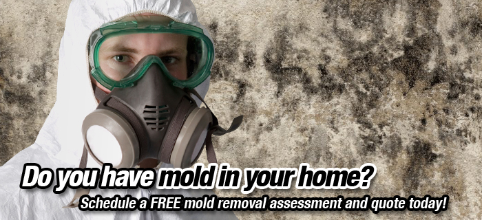 Mould inspection services, Ontario