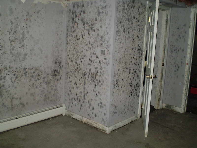 remove basement mold, Ontario